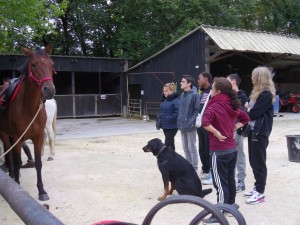 Première approche avec les chevaux